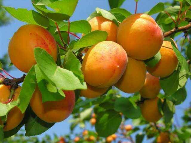 Обрезка абрикоса – залог красивого и здорового дерева