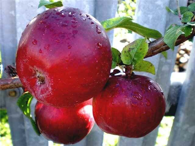 выращивание яблонь