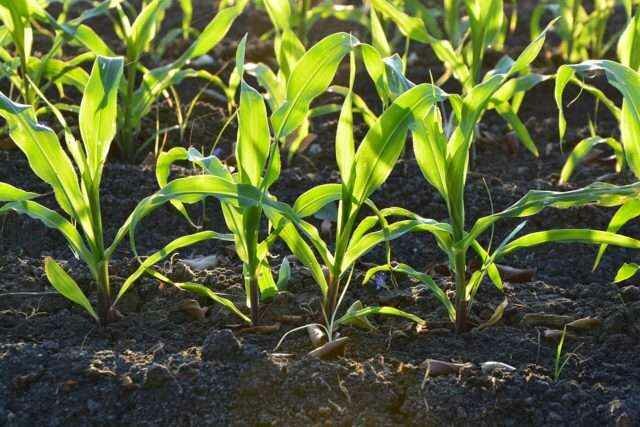вырастить рассаду кукурузы