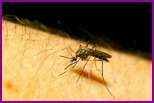 Как снять дискомфорт от комариных укусов?