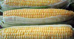 кукуруза, кукурузные зерна - польза и вред
