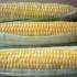 кукуруза, кукурузные зерна - польза и вред