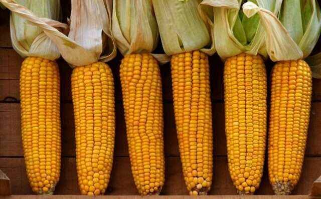как вырастить кукурузу на своем участке